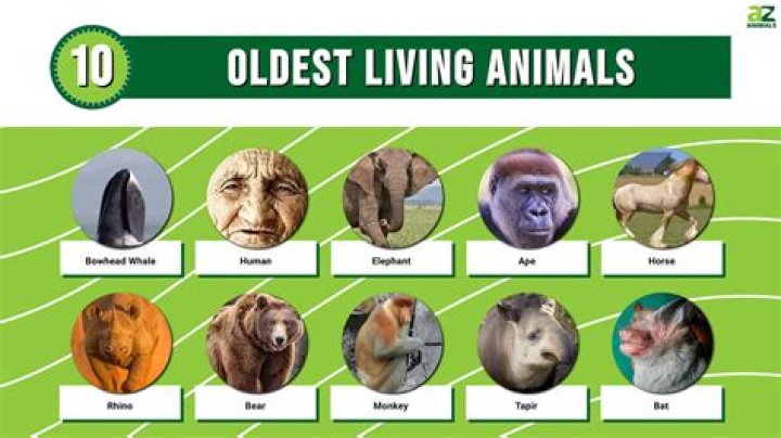 Which animal can laugh like human?