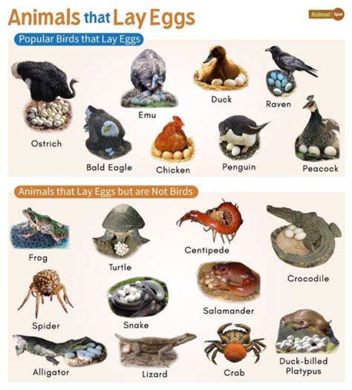 Which animals are both born from eggs and lay eggs?