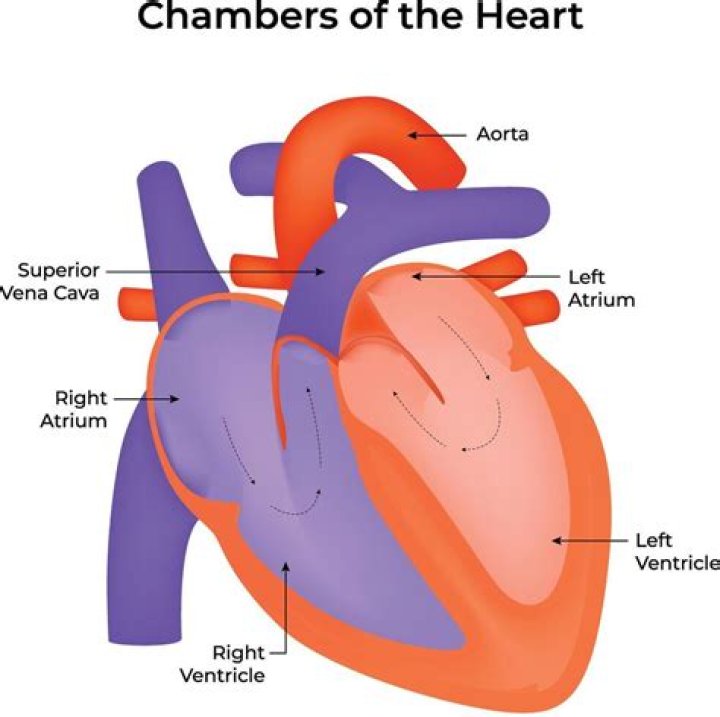 Which chambers of the heart are stimulated first?