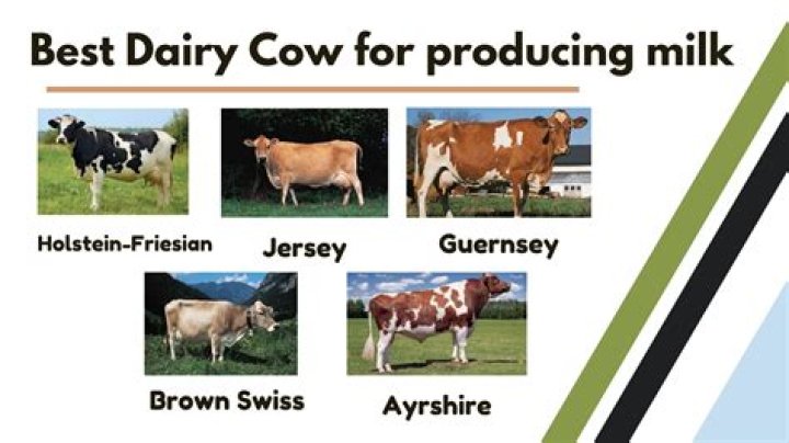 Which cow is best for milk production in Kenya?