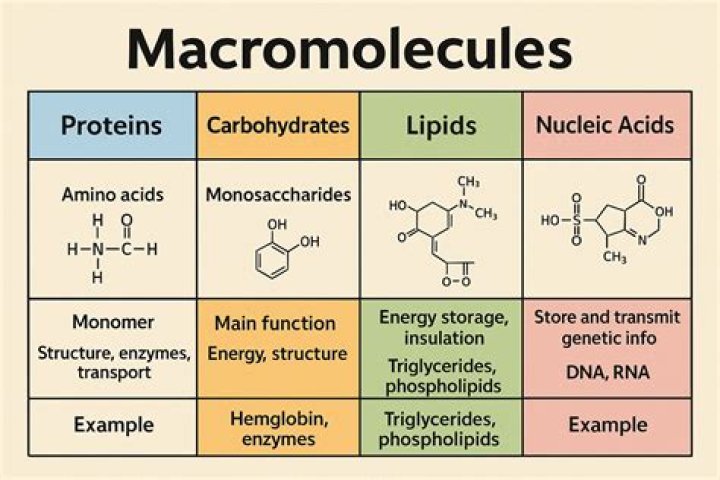 Which database stores structure of macromolecules?