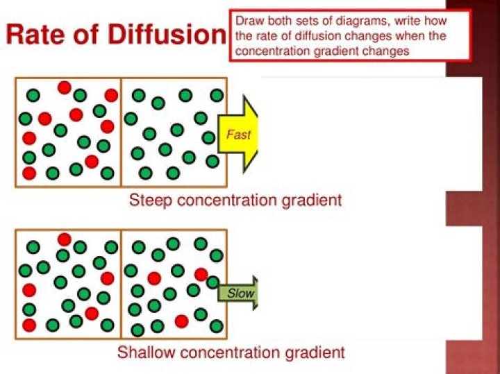 Which gas has slowest rate of diffusion?
