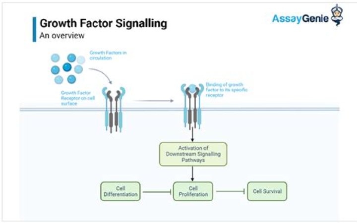 Which growth mechanism does the CNT follows during its growth?