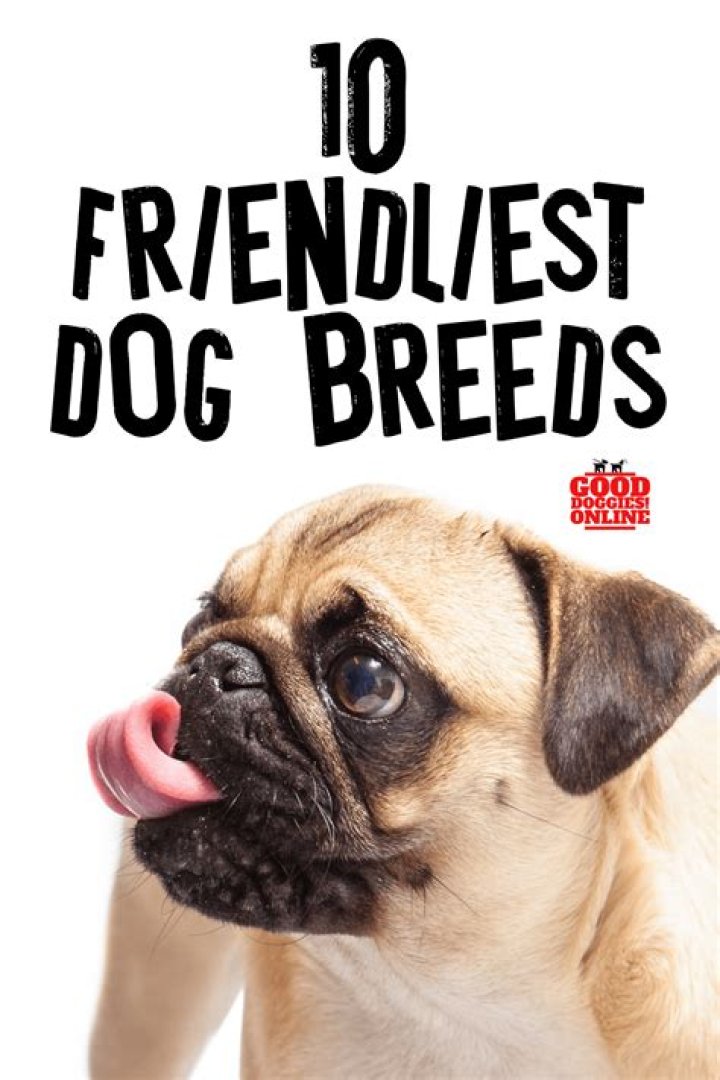 Which is the most friendliest dog?