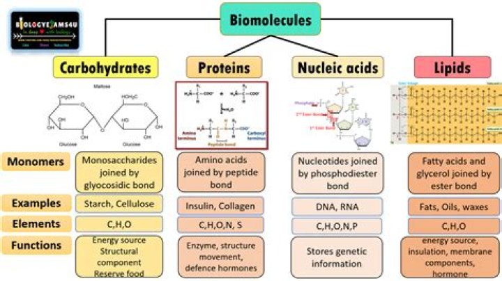 Which molecules are the main components of myelin?