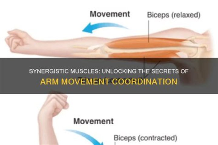 Which muscles are synergists?