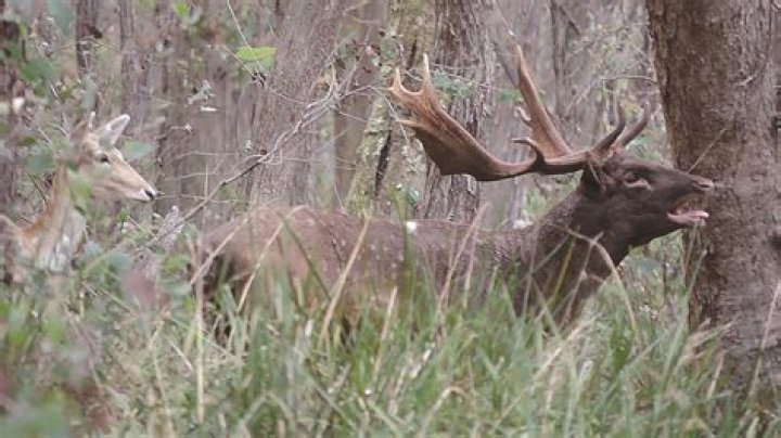 Which NSW state forests have deer?