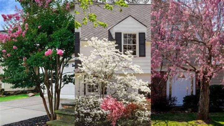 Which tree is good for backyard?