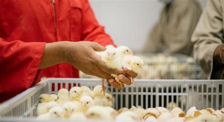 Who are the major chicken producers?