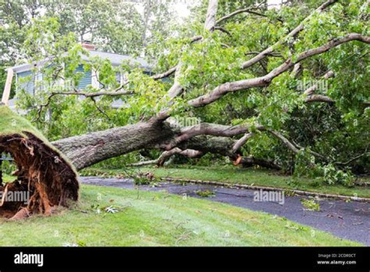 Who is responsible for damage from a tree blown over in a storm?