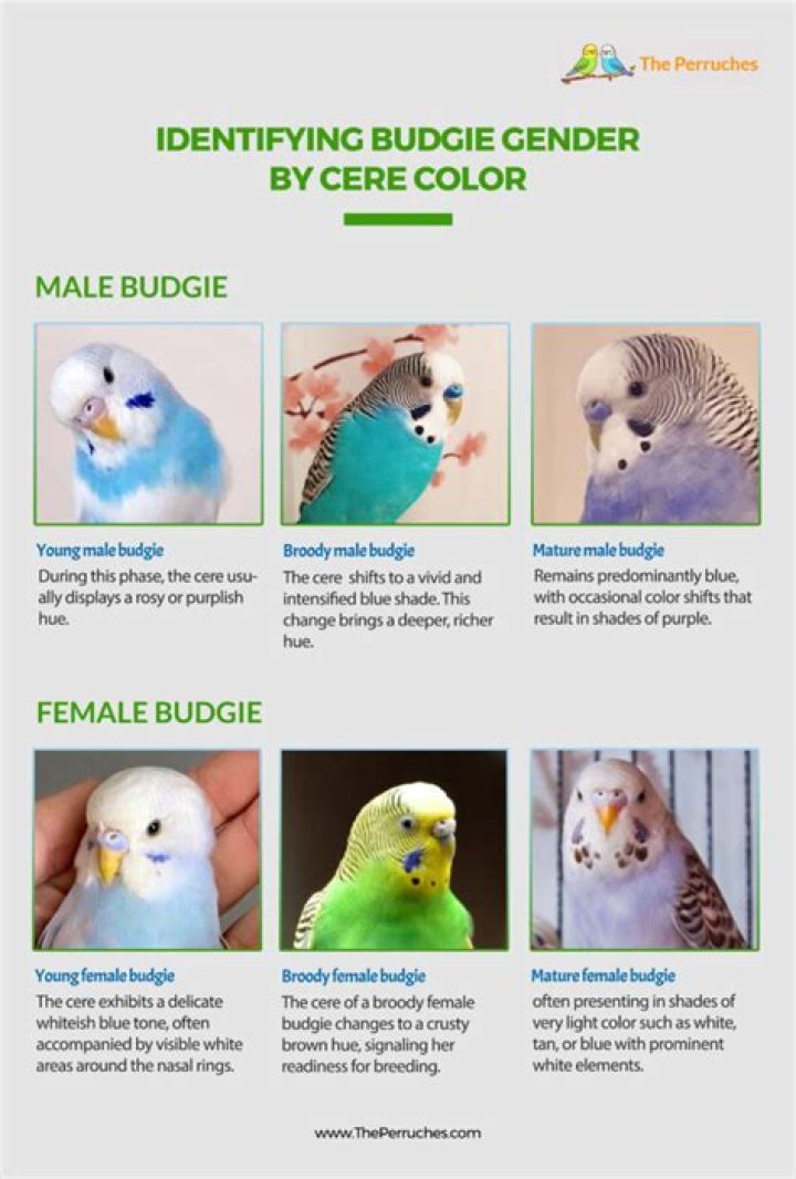 Why do baby budgies die?