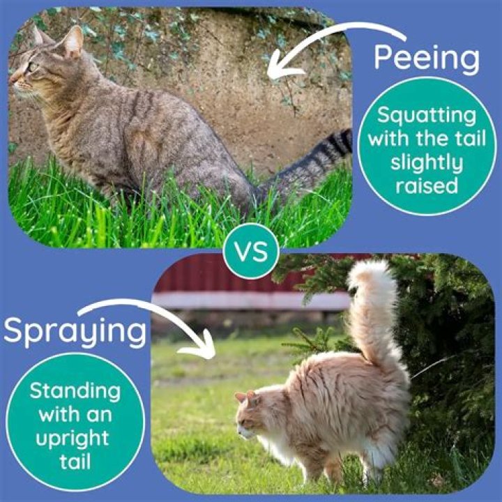 Why do neutered female cats spray?