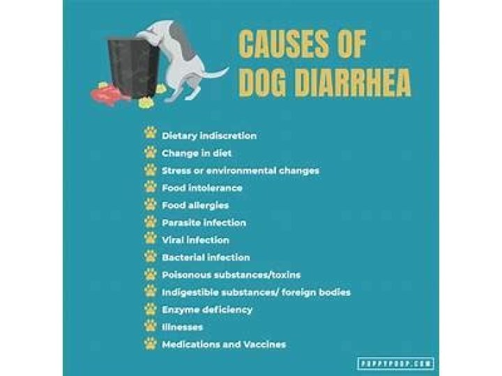 Why does my dog have bad gas and diarrhea?