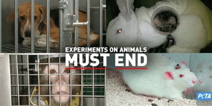 Why is animal testing not necessary?