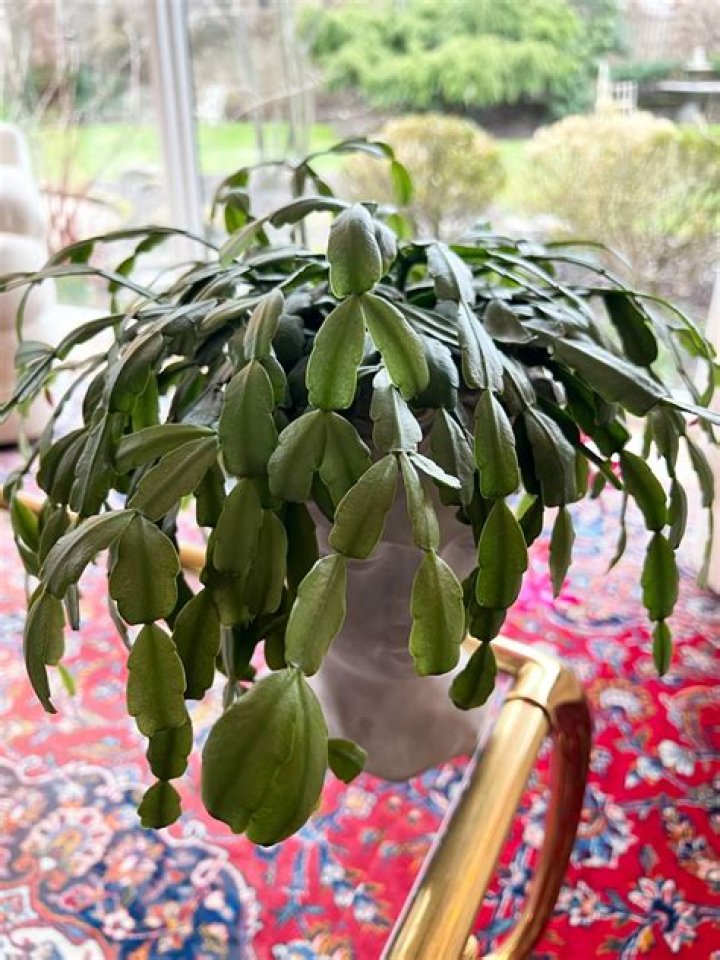 Why my Christmas cactus is not blooming?