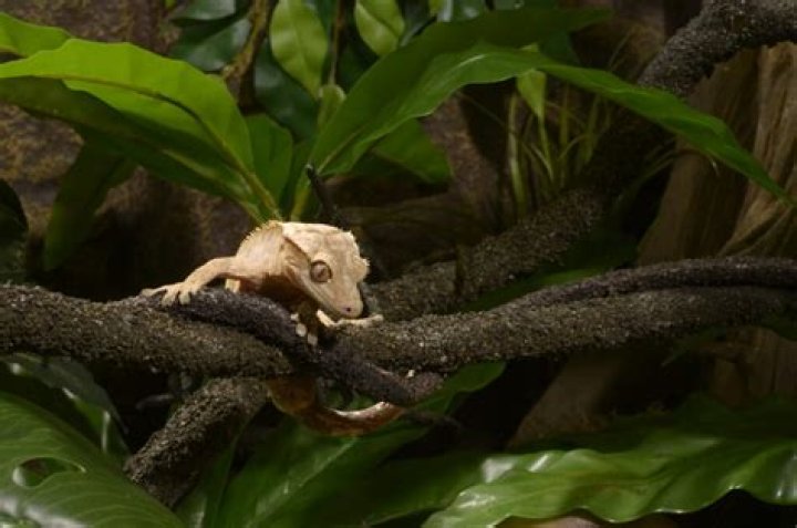 Will two male crested geckos fight?